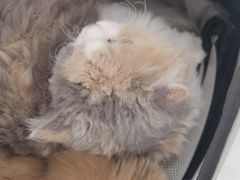 -美联众合动物医院·24h京西诊疗中心