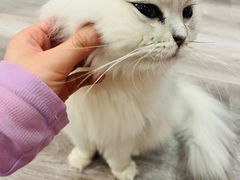 -BABIT巴比特宠物(MOMOPARK店)