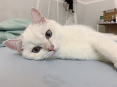 -袖虎·猫馆(体育西路店)