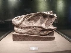 -自贡恐龙博物馆