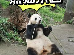 -都江堰中华大熊猫苑