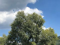 -高玛纳驴肉火烧(河间总店)