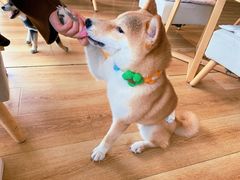 -柴犬小屋·柴餐厅·狗咖食堂(金鼎广场店)