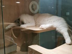 -BABIT巴比特宠物(MOMOPARK店)