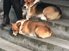 -鲜芋仙(高新万达广场店)
