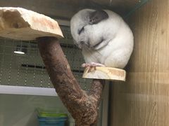 -藦茜花园宠物主题亲子互动体验馆(国顺东路店)