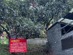 -桃源山庄·水蜜桃采摘·柴火鸡·烧烤团建(龙泉山店)
