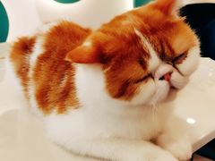 -飞行喵MR PILOT|猫舍·猫咖(静安大融城店)