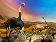 -国家自然博物馆