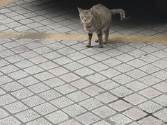 -安安宠医宠物医院·异宠·犬猫内科(岳阳分院)