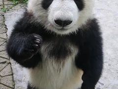 -卧龙中华大熊猫苑神树坪基地