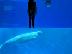 -海合安成都极地海洋公园