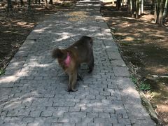 -苏州上方山国家森林公园