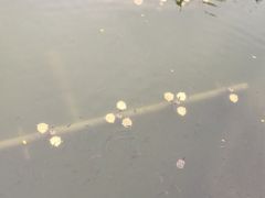 -南宁南湖公园