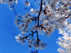 -上海辰山植物园