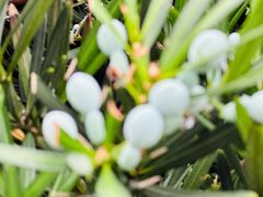 -重庆市江北嘴中央商务区中央公园