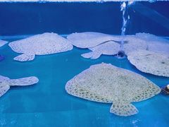 -百姓渔村(朝阳店)