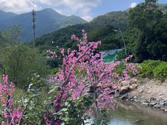 -鹿嘴山庄