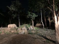 -清迈夜间动物园