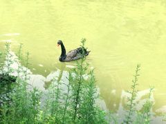 -艾溪湖湿地公园