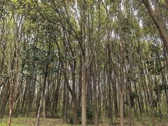 -昆山城市生态森林公园