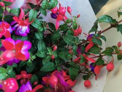 -金陵花卉交易市场