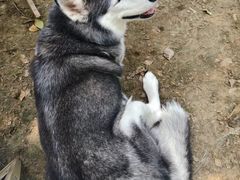 -爪吧宠物乐园 (温榆河示范区店)