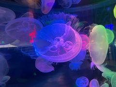 -太平洋海底世界