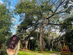 -瑞丽独树成林风景区