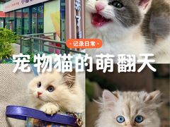 -小猫来了·猫舍(红山六九七九店)