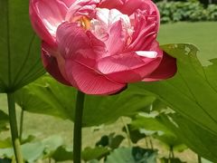 -陈家山荷花公园