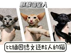 -十年猫舍·猫咪专门店(普陀店)