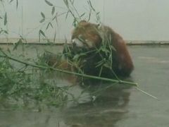 android_upload_pic-西安秦岭野生动物园