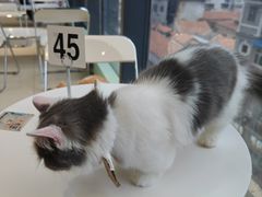 -怪兽屋·羊驼·猫咖·狗咖(俊华广场店)