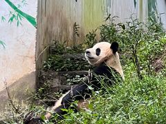 -中国大熊猫保护研究中心雅安碧峰峡基地