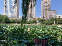 -团结湖公园