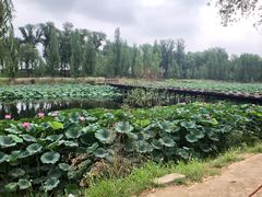 -白洋淀景区