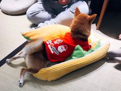 -逗柴咖啡屋·狗咖猫咖宠物桌游