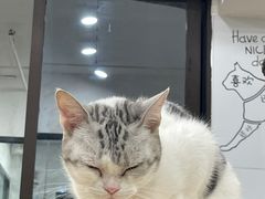-有喵·猫咖·狗咖·30几只猫10只小狗(岗厦店)