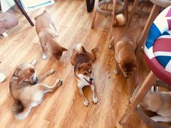 -柴犬高等学院·狗咖·柴犬售卖·宠物训练