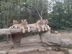 -上海野生动物园老虎餐厅