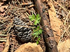 -帽儿山国家森林公园