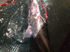 -巴陵全鱼席(湖南老字号汴河街店 )