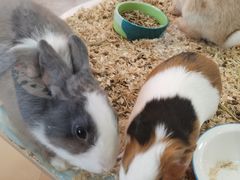 -喵宠乐园·撸猫互动·猫舍