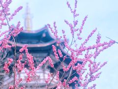 -洋湖国家湿地公园