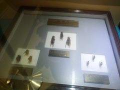 -上海昆虫博物馆