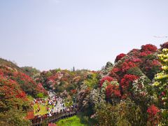 -贵州百里杜鹃风景名胜区