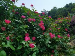 -铁山坪森林公园