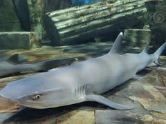 -梦幻海洋王国(吾悦广场张家港店)