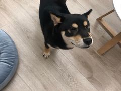 -浣熊柯尔鸭土拨鼠·电玩咖